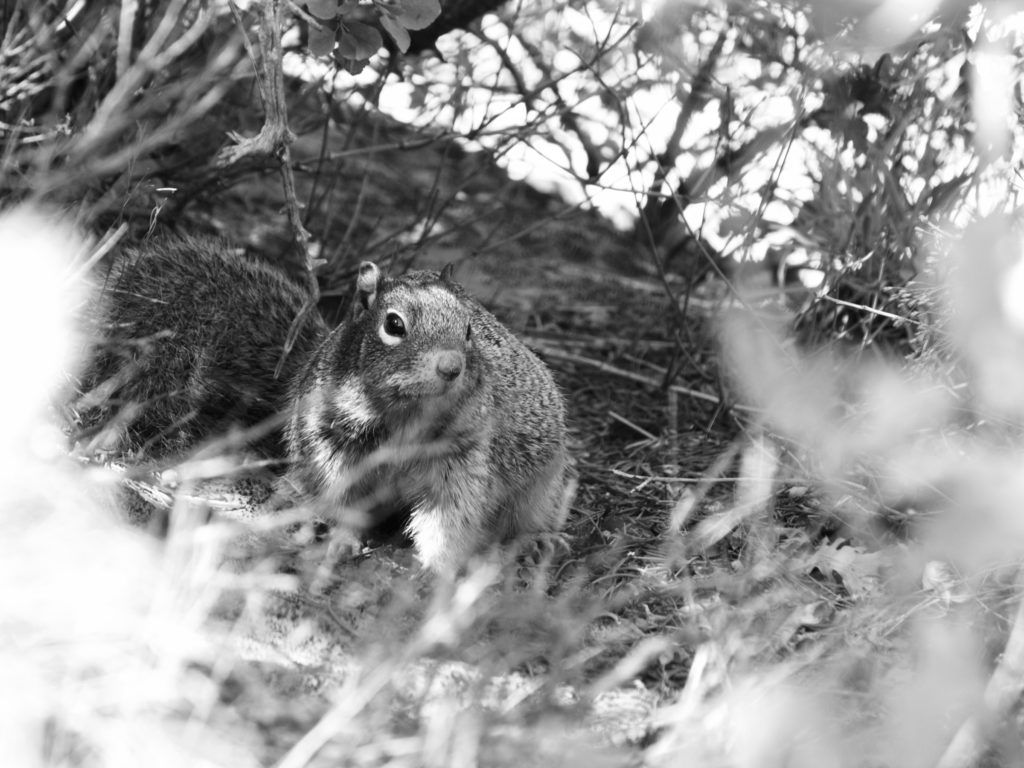 Desert Squirrel - Moab, Utah